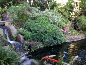SRF Meditation Gardens Koi Pond
