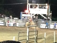 rodeobullrider2
